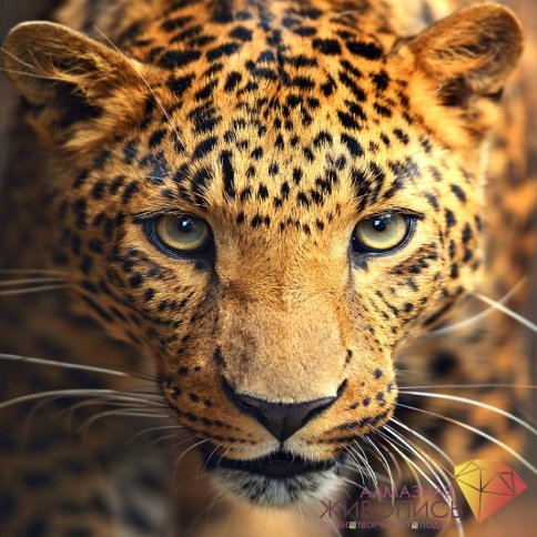 Портрет леопарда, алмазная мозаика