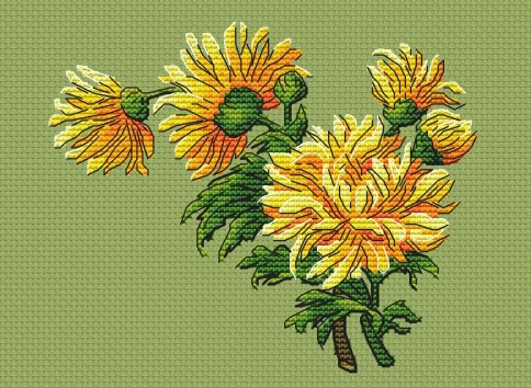 Хризантемы, схема для вышивки