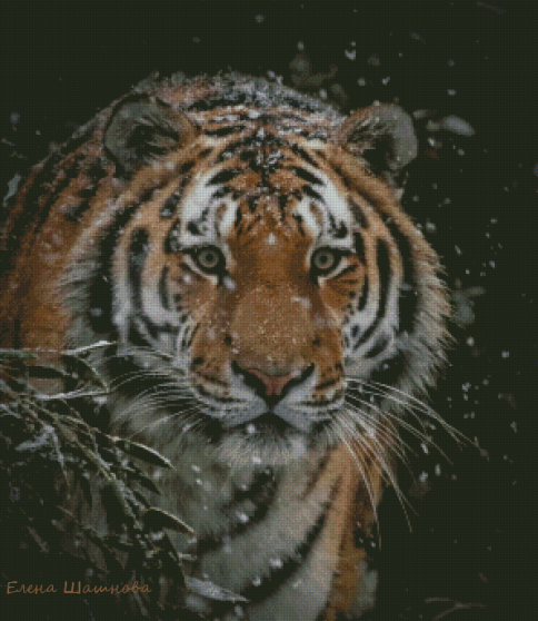 Бенгальский тигр, схема для вышивания