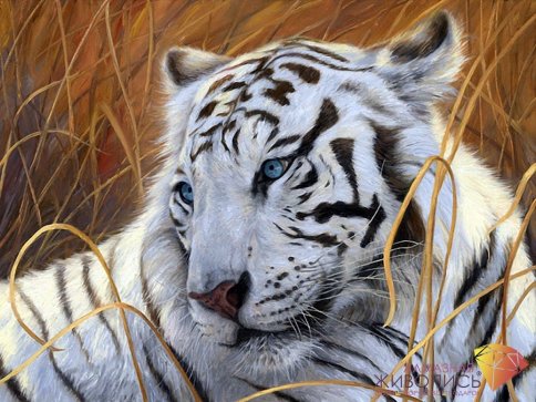 Белый тигр, алмазная мозаика