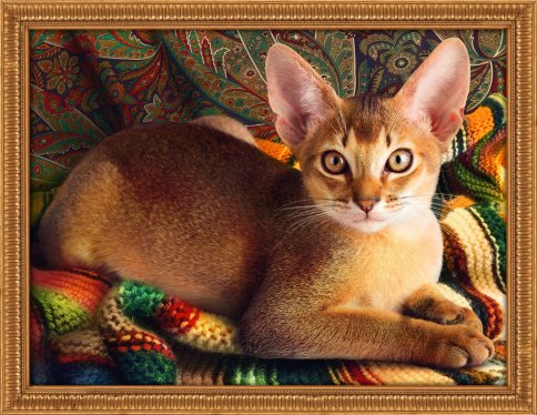 Абиссинский кот, алмазная мозаика
