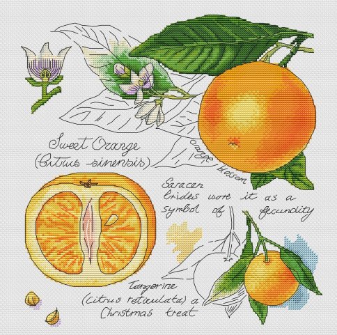 Ботаника. Апельсин, схема для вышивания