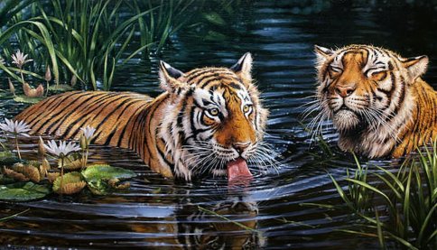 Тигры в воде, алмазная мозаика