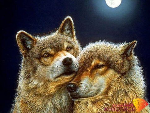 Волк и волчица, алмазная мозаика