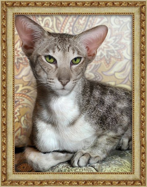Ориентальный кот, алмазная мозаика