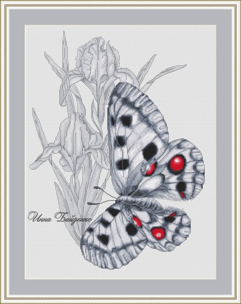 Бабочка Апполон, схема для вышивки